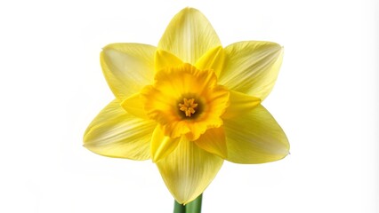 Fototapeta premium Yellow Daffodil Flower