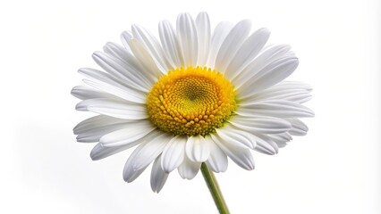 Single Daisy Flower on White Background
