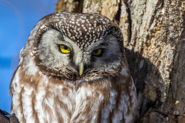 A close-up of Boreal owl (Aegolius funereus) or Tengmalm's owl in winter