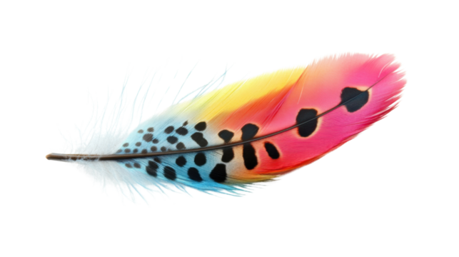 Colorful feather on transparent background