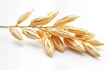 Close-up view of dry oat kernels. Golden husks textured, shiny. Isolated on plain white background. Natural agriculture, organic food concept. Perfect for food blogs cookbooks focus on healthy