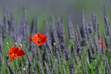 Lavendelfeld mit Klatschmohn