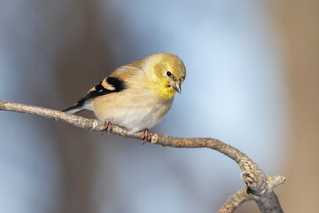 American goldfinch (Spinus tristis) in winter