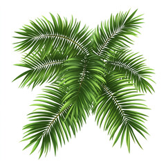 Fototapeta premium Palm leaves, a vector illustration on a white background