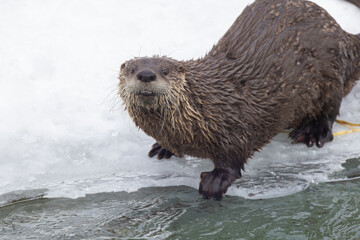 American river otter (Lontra canadensis) in winter