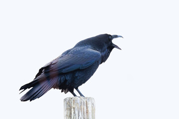 common raven or northern raven (Corvus corax) in winter
