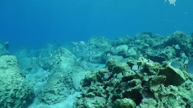 underwater fish scenery from mediterranean  sea breams ocean scenery underwater landscape seabreams  Diplodus sargus