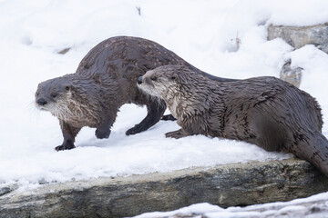 American river otter (Lontra canadensis) in winter
