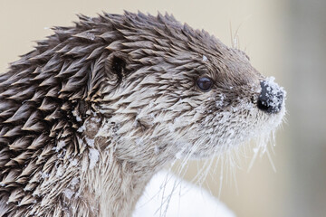 American river otter (Lontra canadensis) in winter