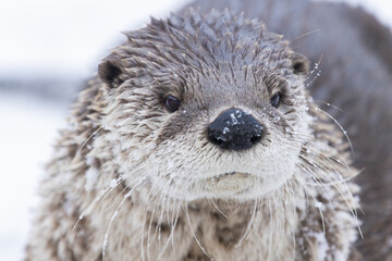 American river otter (Lontra canadensis) in winter