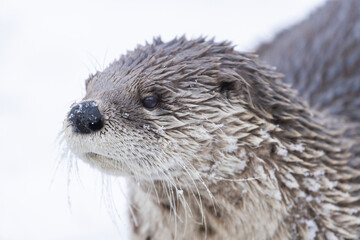 American river otter (Lontra canadensis) in winter