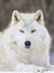 Portrait of timber wolf in Canadian winter