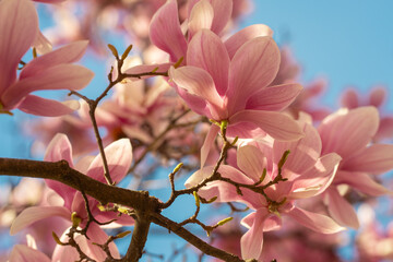 Spring magnolia tree blossom. Blossom magnolia flower background.