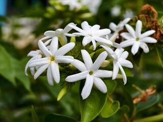 Star jasmine flower (Jasminum multiflorum) with blur background