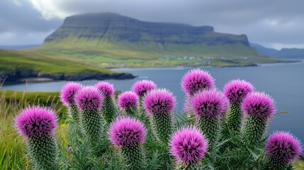 Obraz premium Serene Coastal Thistle Bloom: Faroe Islands Landscape