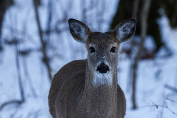Whitetail deer (Odocoileus virginianus) looking at the camera standing in the forest with snow during winter in Wisconsin. 