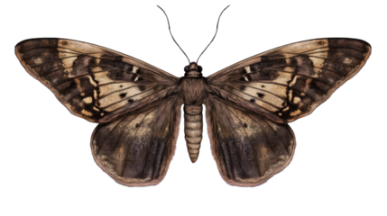 Dark Brown Butterfly: A detailed close-up reveals the intricate patterns and textures of a dark brown butterfly's wings, showcasing the beauty of its delicate form.  