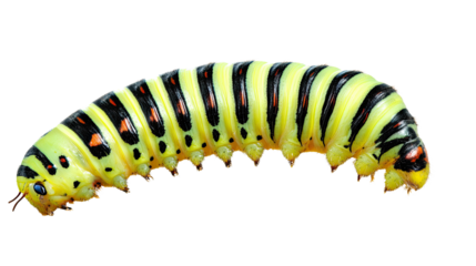 Swallowtail Caterpillar Close-up: A vibrant swallowtail caterpillar, showcasing its striking yellow, black, and red markings, crawls across the frame in a detailed macro photograph.