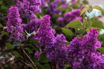 Branch with spring lilac flowers. Blooming spring background. Lilac background