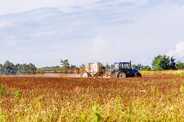 Obraz premium Buckwheat field cultivation with tractor and sprayer under clear sky