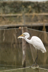 Airone bianco maggiore. Casmerodius albus. Great white egret. Cabras, Oristano, Sardegna, Italia