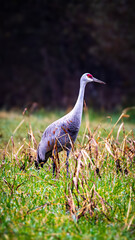 Sandhill Crane