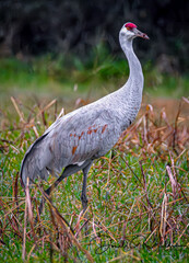 Sandhill Crane in Field
