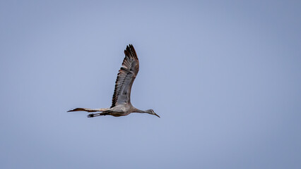 Sandhill Crane flying