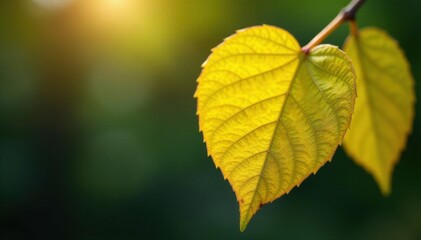 Obraz premium Shiny yellow leaf with delicate edge on a branch, leaf, foliage, yellow