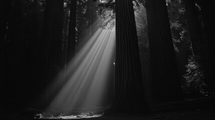 Sunbeams Illuminate Redwood Forest Floor