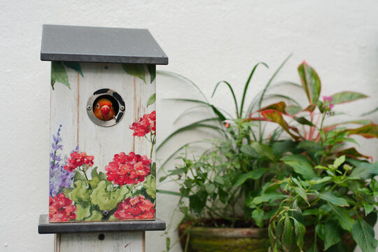 Gray roofed white birdhouse with floral designs on the front. Orange bird peaking its head out of the hole in the birdhouse. Peek a boo, Green plants on the right with a light colored wall in the back