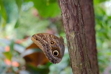 Large giant tropical brown Owl butterfly on side of tree branch. Species of the genus Caligo. Huge eyespots which resemble an owl eye. Green bushes in the background on a bright sunny day. 
