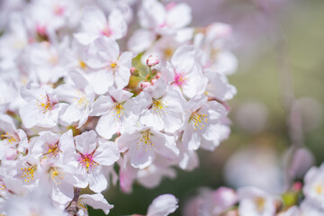 Obraz premium Spring cherry blossom with blue sky background. White cherry flowers on spring time. Close up photo of white blossoming cherry tree branch. White flowers of the cherry blossoms on a spring day.