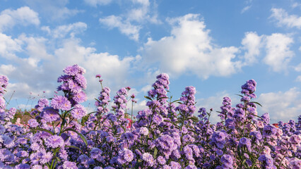 Purple margaret flower blossom with blue sky background.