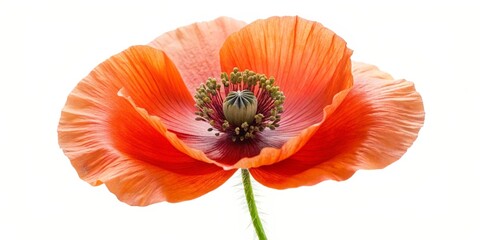 Obraz premium Single Orange Poppy Flower