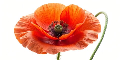Obraz premium Orange Poppy Flower Close-up