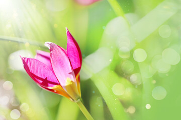 Flower card.Botanical pink tulips.Natural wild form of tulips in the suns rays.Spring primroses. Bulbous perennial flowers.Beautiful spring flowers and delicate bokeh