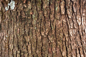 Naklejka premium 樹皮