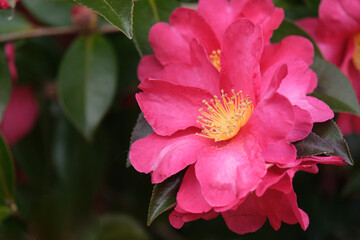 冬を彩る赤い山茶花の花