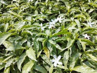white flower and green leaves background