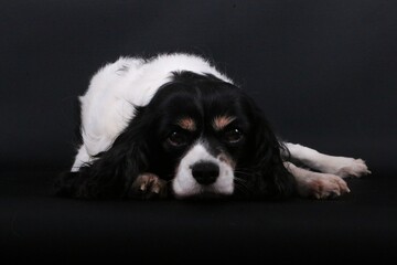 cute portrait of a tricolor lying cavalier king charles spaniel in a black studio