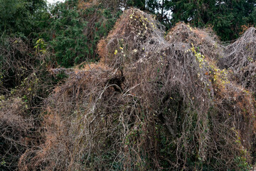 枯れた雑草で覆われた木々