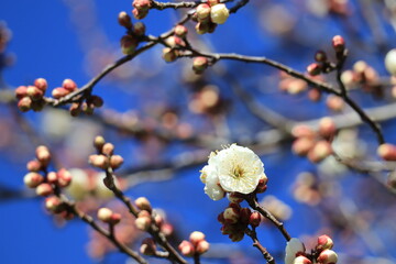 青空と開花した白梅
