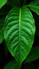 Intricately veined and shaped wild leaf in the rainforest, botanicals, leafy greens