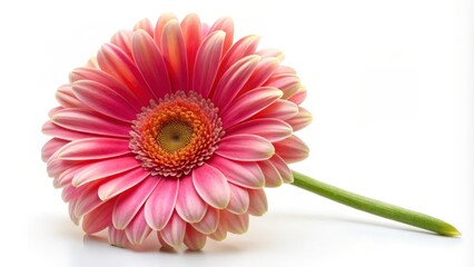 Pink Gerbera Daisy Flower