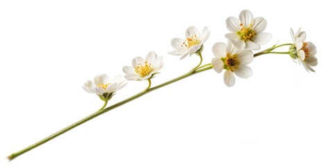 White Flowers Branch