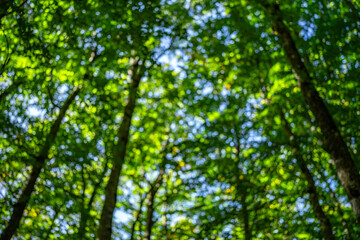 Nature of green leaf at summer. Natural green leaves plants. Forest background. Green nature background. Green leaf background. Leaf in forest. Leaves plants backdrop.