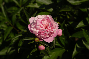 Lush pink peony flower petals with tiny black ant