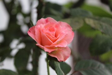 Flower love  Rose  garden Roses  Mawar