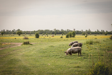 Mangalica pigs graze on a rural pasture, highlighting traditional Serbian agriculture. Mangulica, or mangalica, is a breed of porks, typical from Hungary and Serbia, famous for its wooly coat. © Jerome